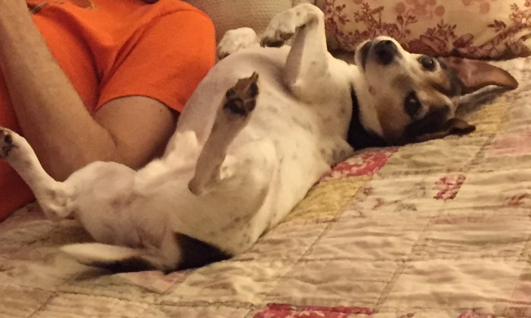 And here is my living example of practicing being present in the moment. He can lie like that for a good five minutes without moving his legs. We call him doing his "cat" atonic pose. 