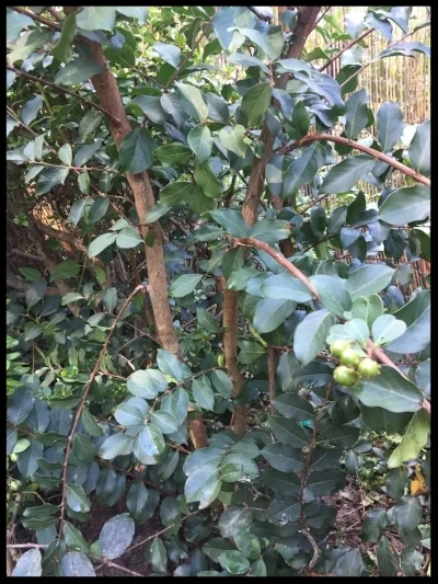The crepe myrtle we purchased. These lower limbs need to be pruned next spring.
