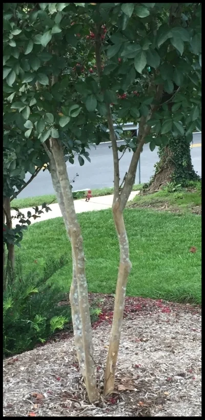 The crepe myrtle shape we want- smooth lower trunk with fringe canopy. 