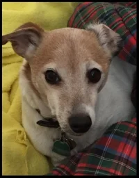 Our little cracker dog doing what she normally does- snoozing under multiple blankets.