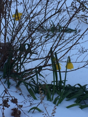 My poor daffodils hanging on during the cold weather.
