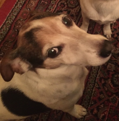 "Who? Me? Did you want something?"