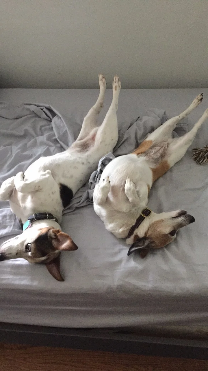Our two extremely goofy Jack Russells. My husband calls this picture, "Fish, On Ice" . I call it, "Strike a Pose". These two will sometimes lie like this for a good 15- 20 minutes.
