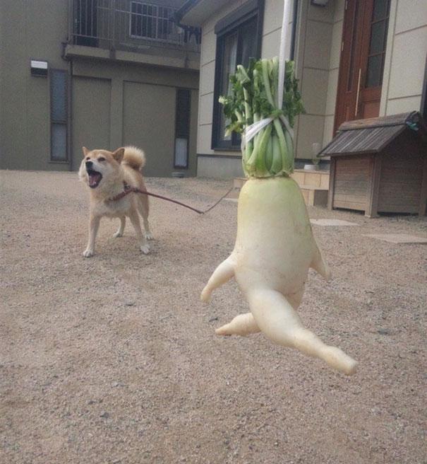 Accurate representation of our daikon running away. We assume this dog's name is carrots. Image source: JapanCrush.Com