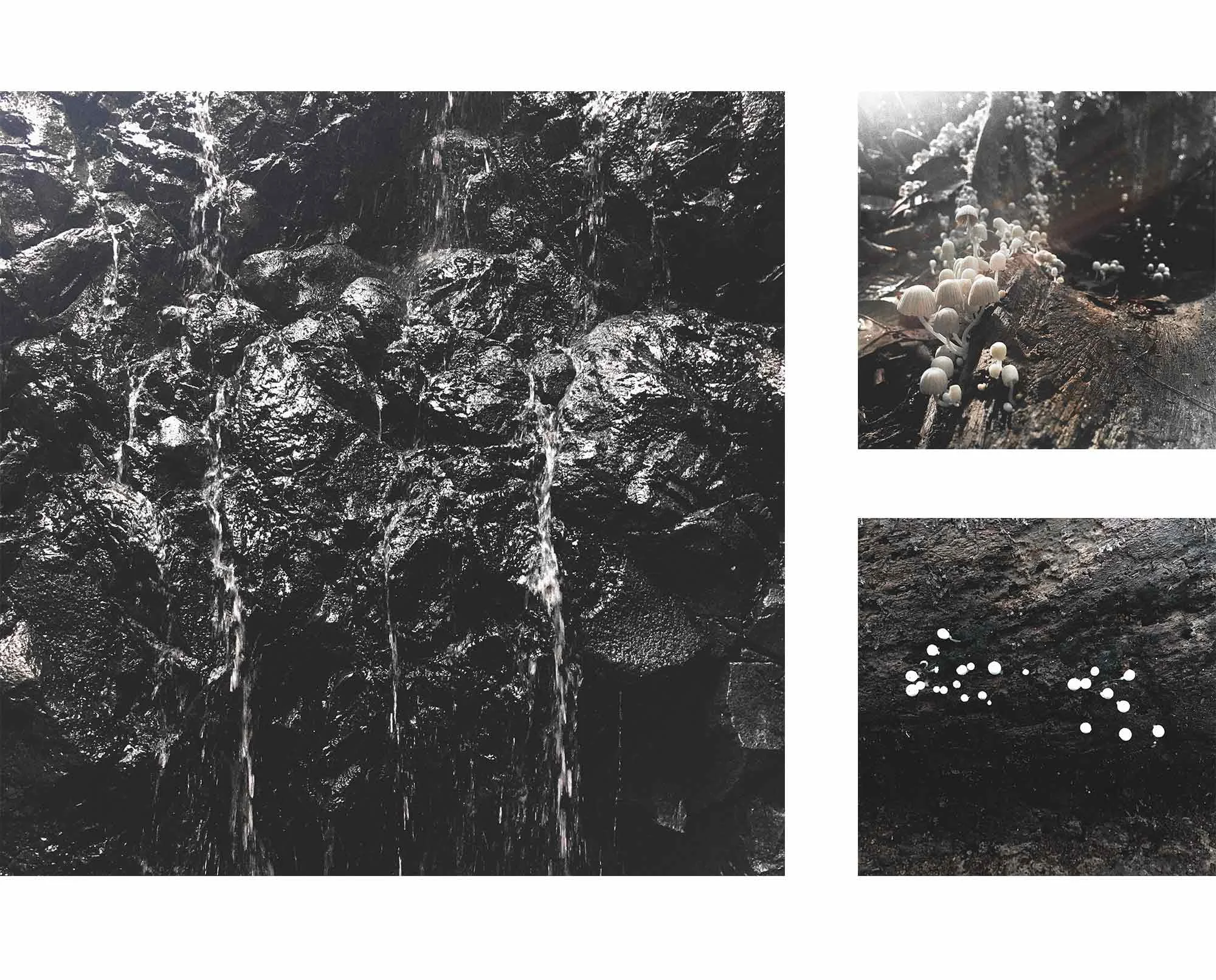 181128_CostaRica_rough-mushrooms.jpg