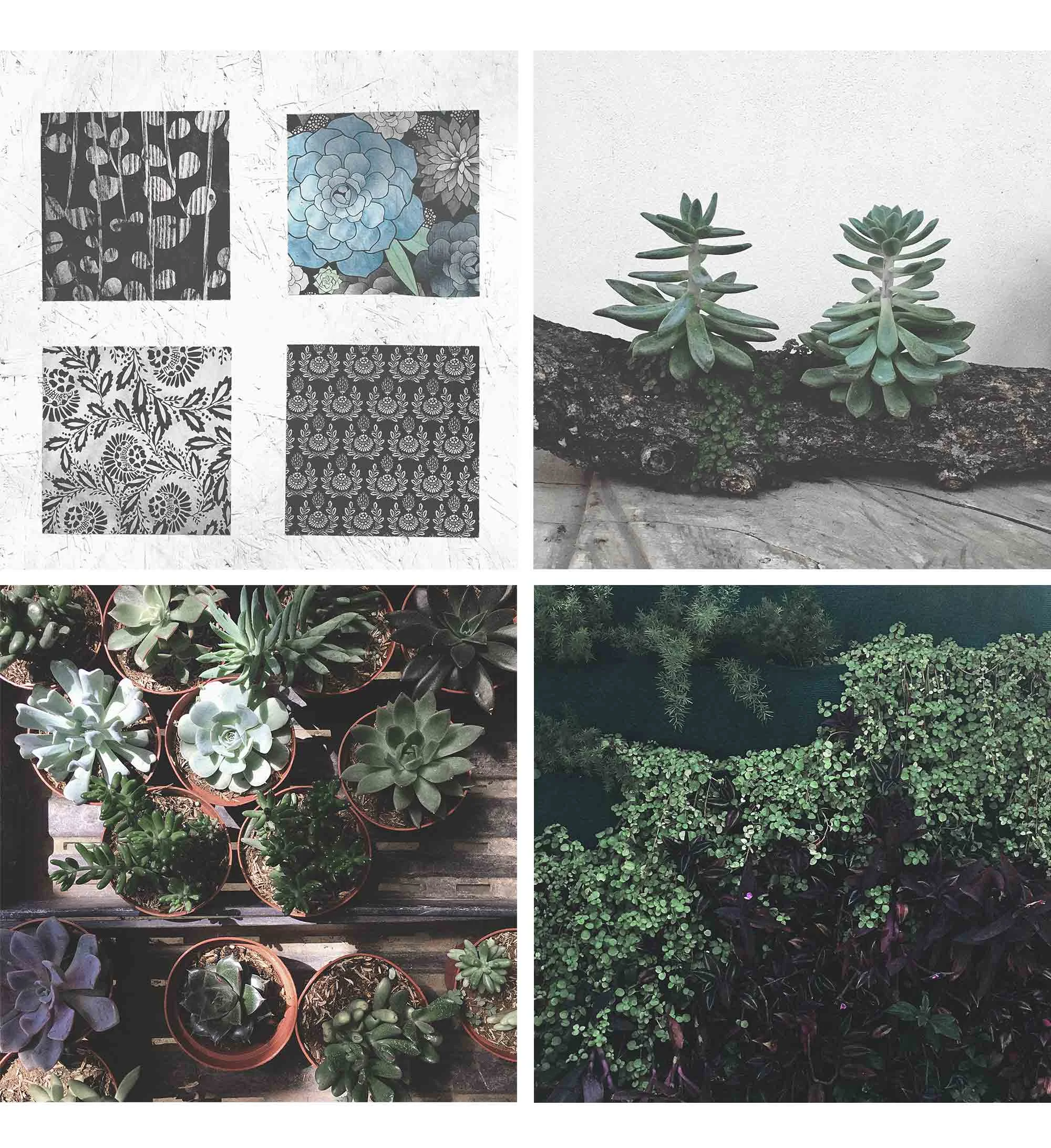 181128_CostaRica_Succulentes.jpg