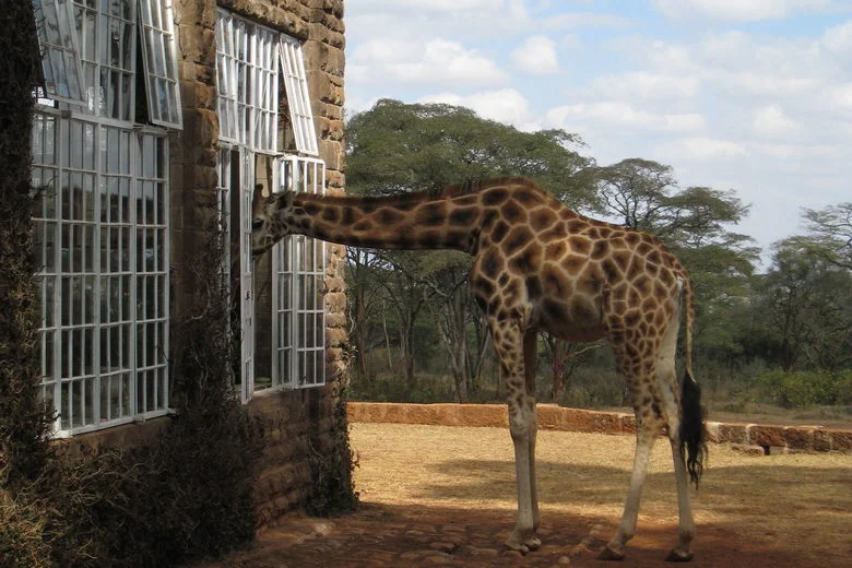 Explodeded buys a Giraffe.jpg