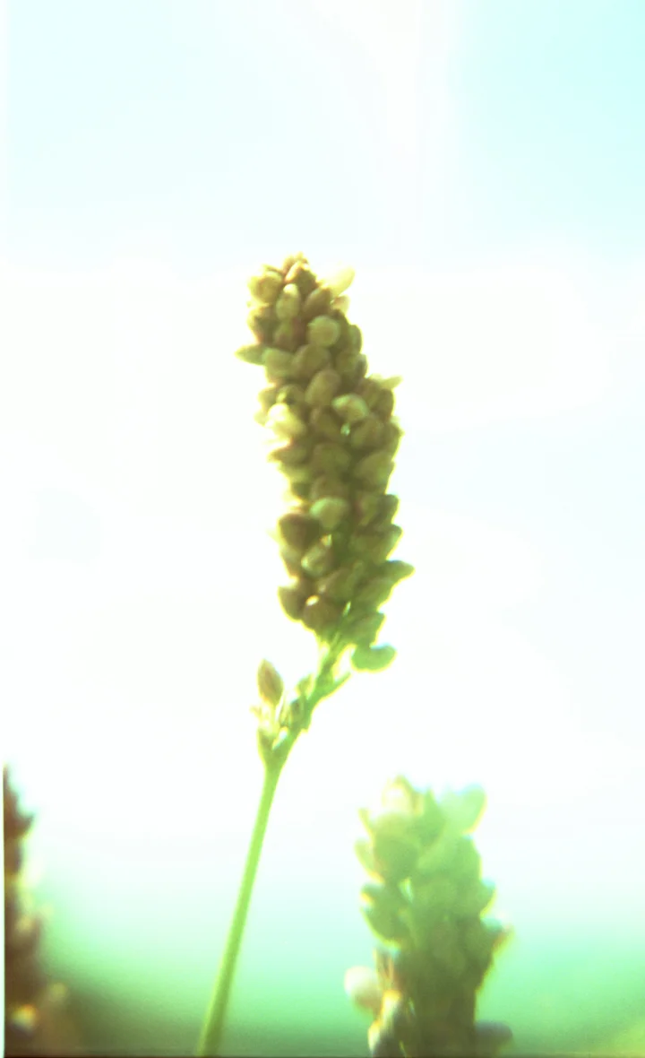 va006.jpg