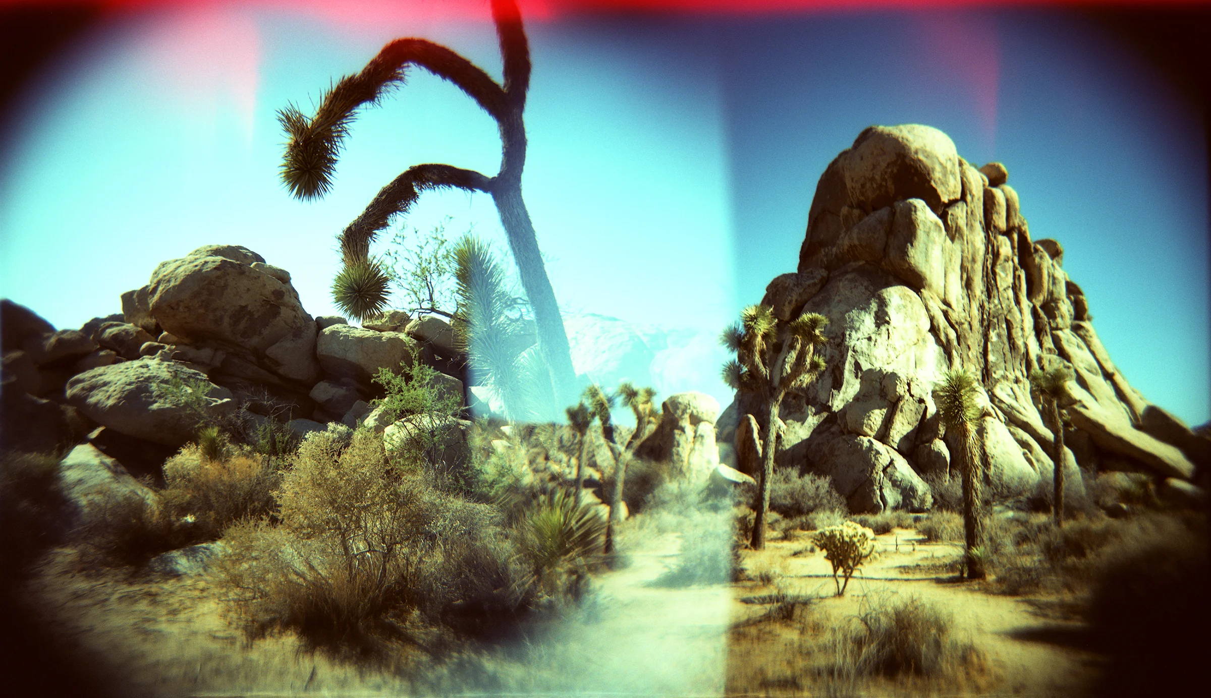 MeghanQuinn_Joshua_Tree_Giants_2.jpg