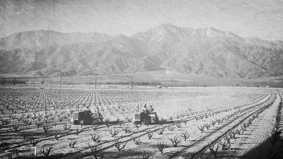 Vinyard.jpg