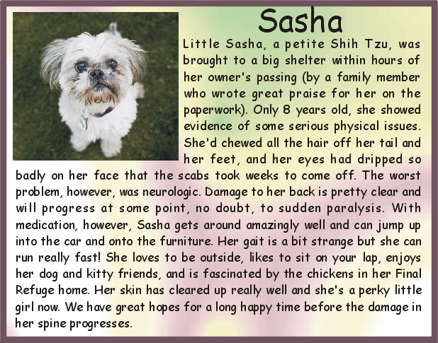 from the Old Dog Haven website