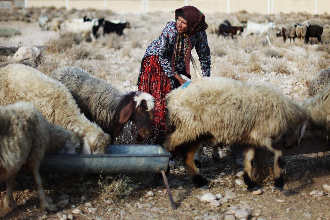 Qashqai are a conglomeration of clans of different ethnic origins, including, Arab, Kurdish, Lori and mostly Turkic . They mainly live in the Iranian provinces of Fars, especially around the city of Shiraz and Firuzabad | I RAN