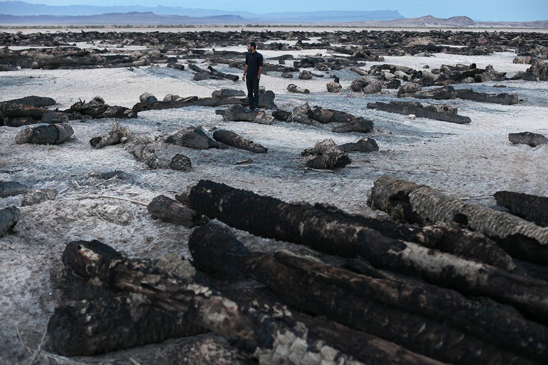 A field of dead palm trees | around Khur | I RAN