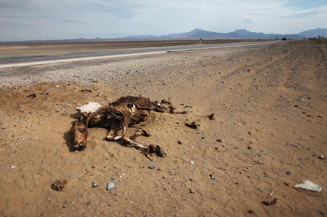 A dead camel on the edge of the road to Tabas | I RAN