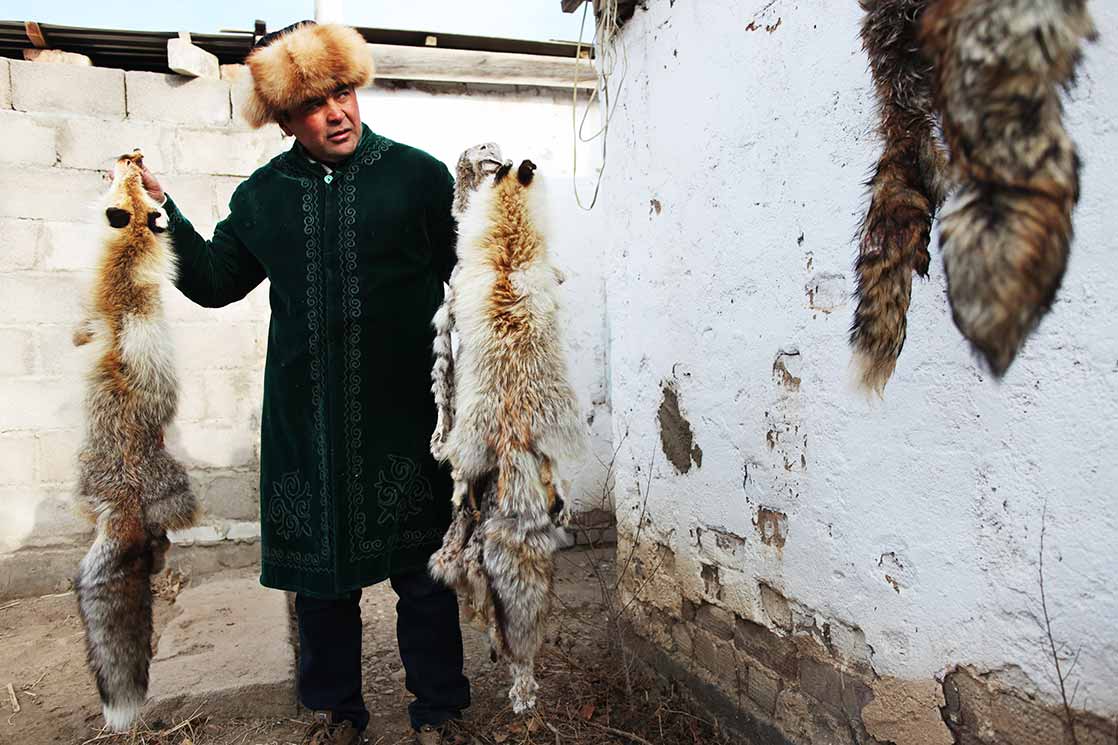 Eagles hunt wolves, foxes and rabbits | KYRGYZSTAN