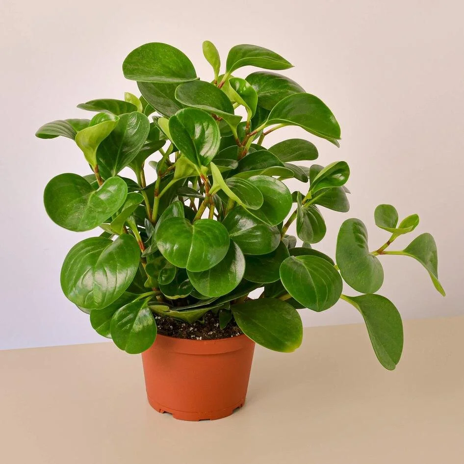 Peperomia Thailand - 6" Pot