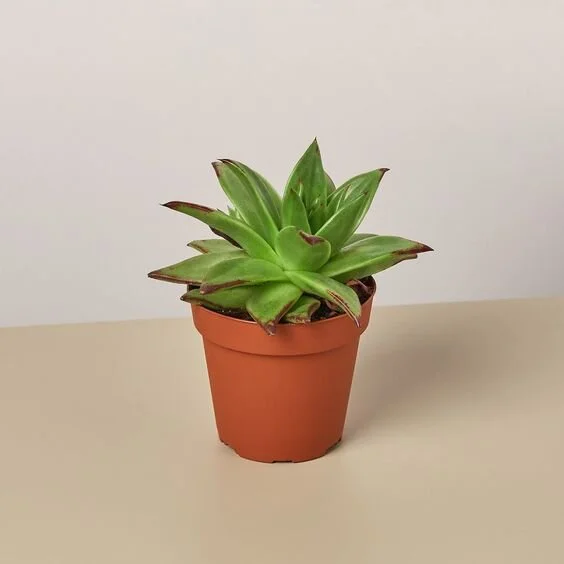 Lipstick Echeveria - 4" Pot