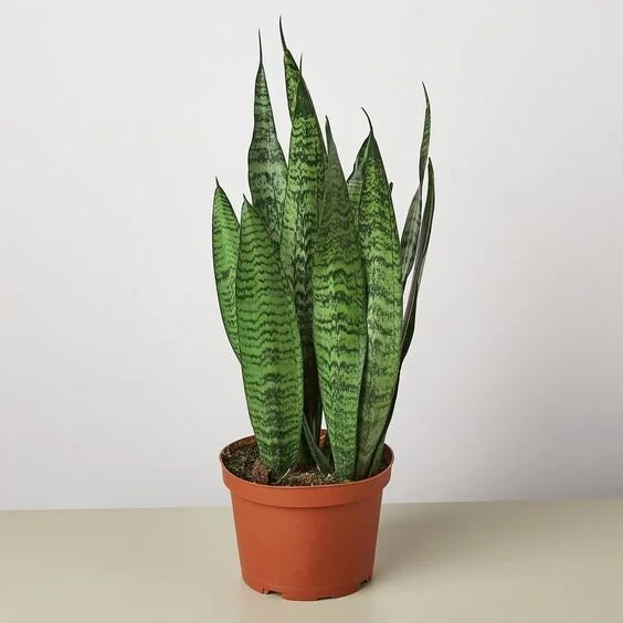 Snake Plant Zeylanica - 6" Pot 