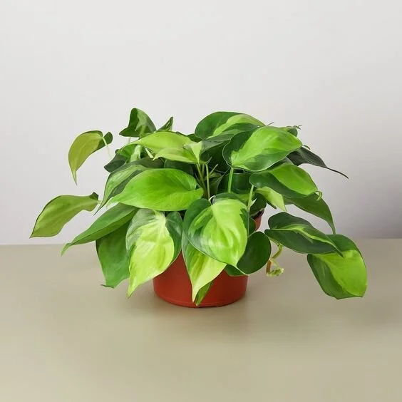  Philodendron Hederaceum 'Brasil' - 6" Pot