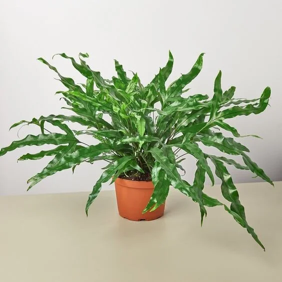 Kangaroo Paw Fern - 6” pot 