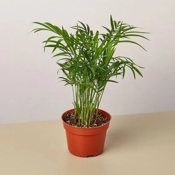 Parlor Palm - 4" Pot