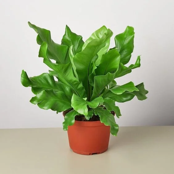 Bird's Nest 'Nidus' Fern - 6" Pot 