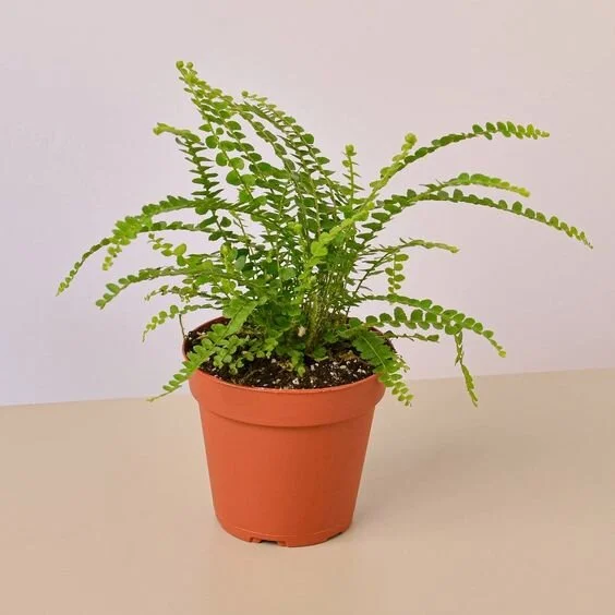 Lemon Button Fern - 4" Pot