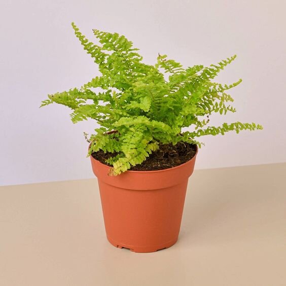 Cotton Candy Fern - 4" Pot
