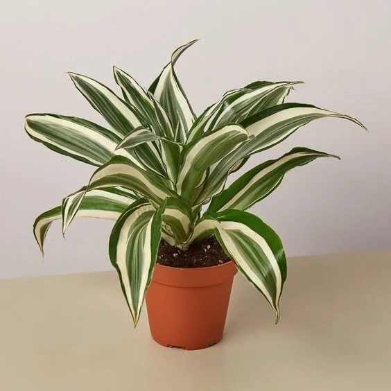 Dracaena 'Warneckii White Jewel' - 4" Pot