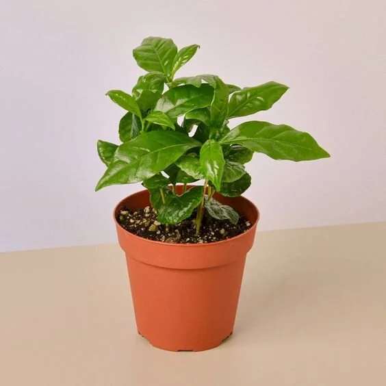 Arabica Coffee - 4" Pot