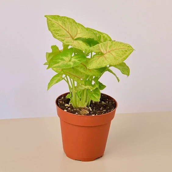 Syngonium Gold - 4" Pot 