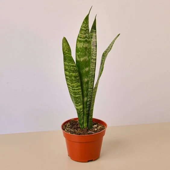 Snake Zeylanica - 4" Pot