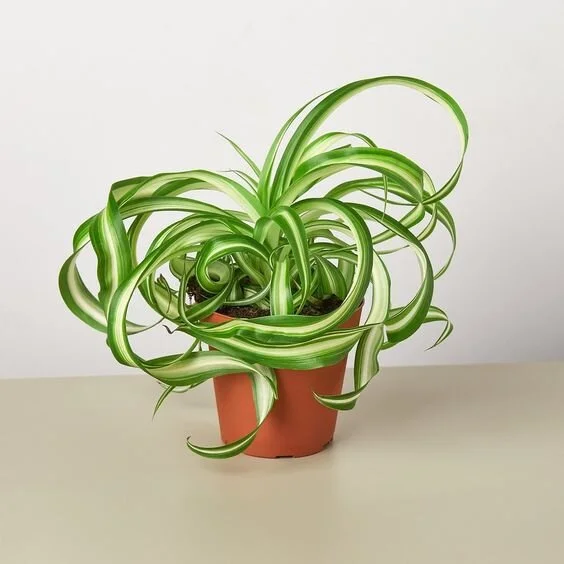 Spider Plant 'Bonnie' - 4" Pot 