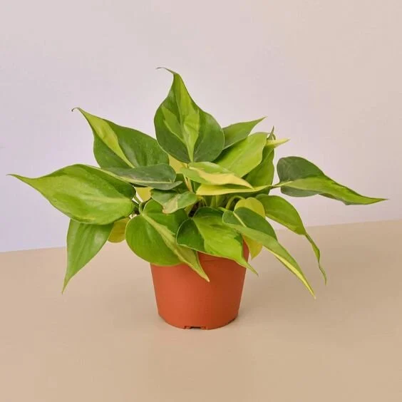 Philodendron Brasil - 4" Pot