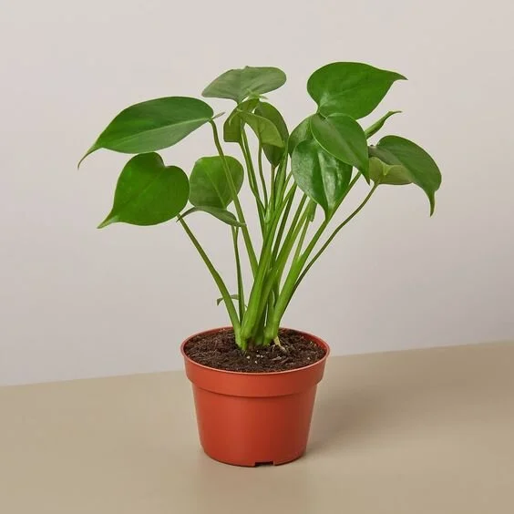 Philodendron Monstera Split-Leaf - 4" Pot