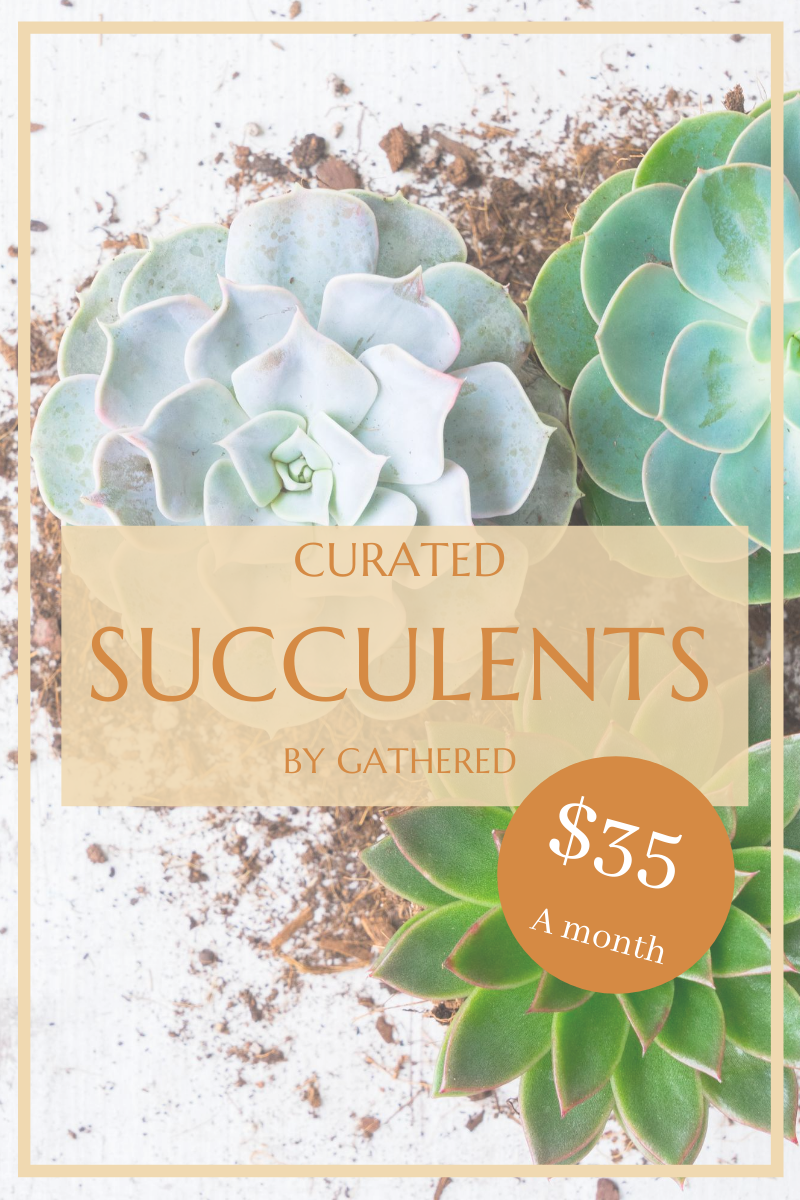  Monthly Succulent Subscription
