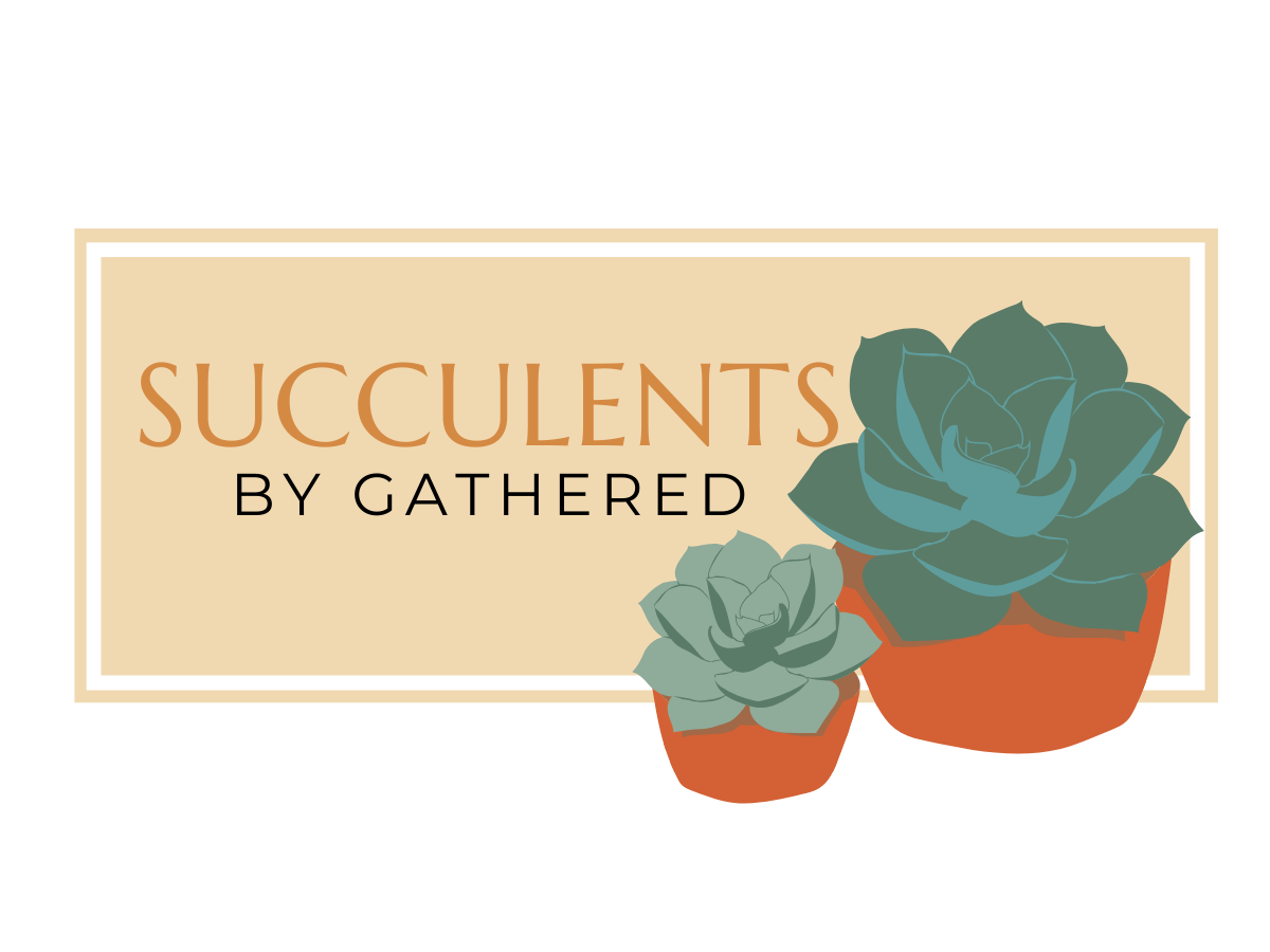 Holiday Special -Succulent Box! 