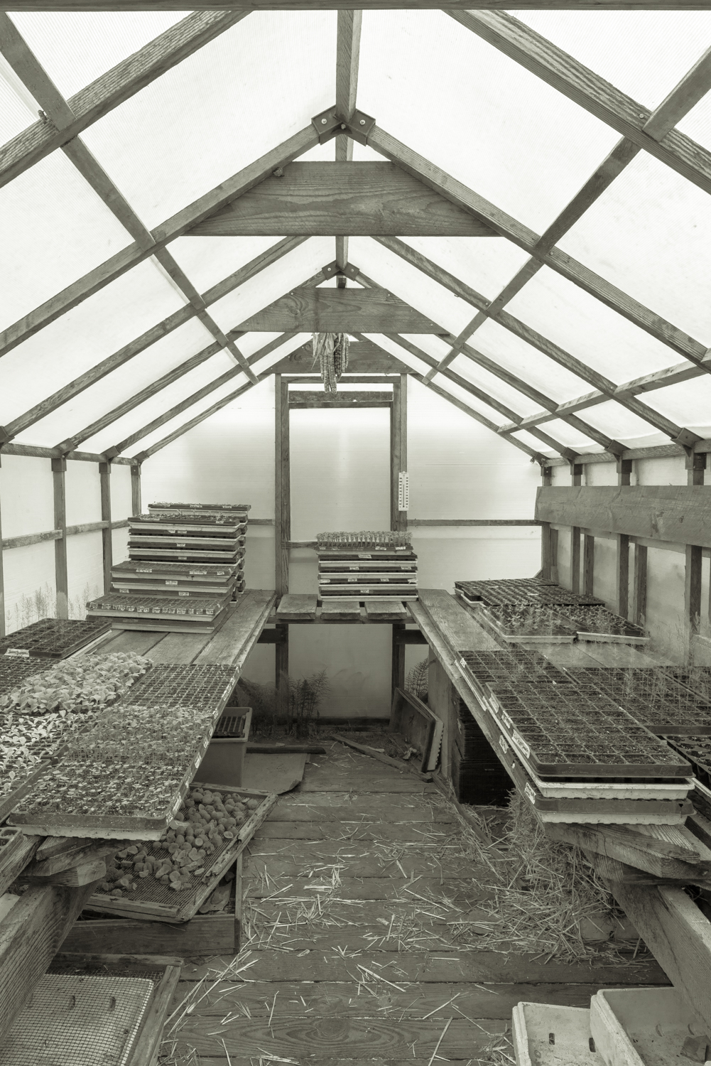 Pictures from Nootka Rose Farm