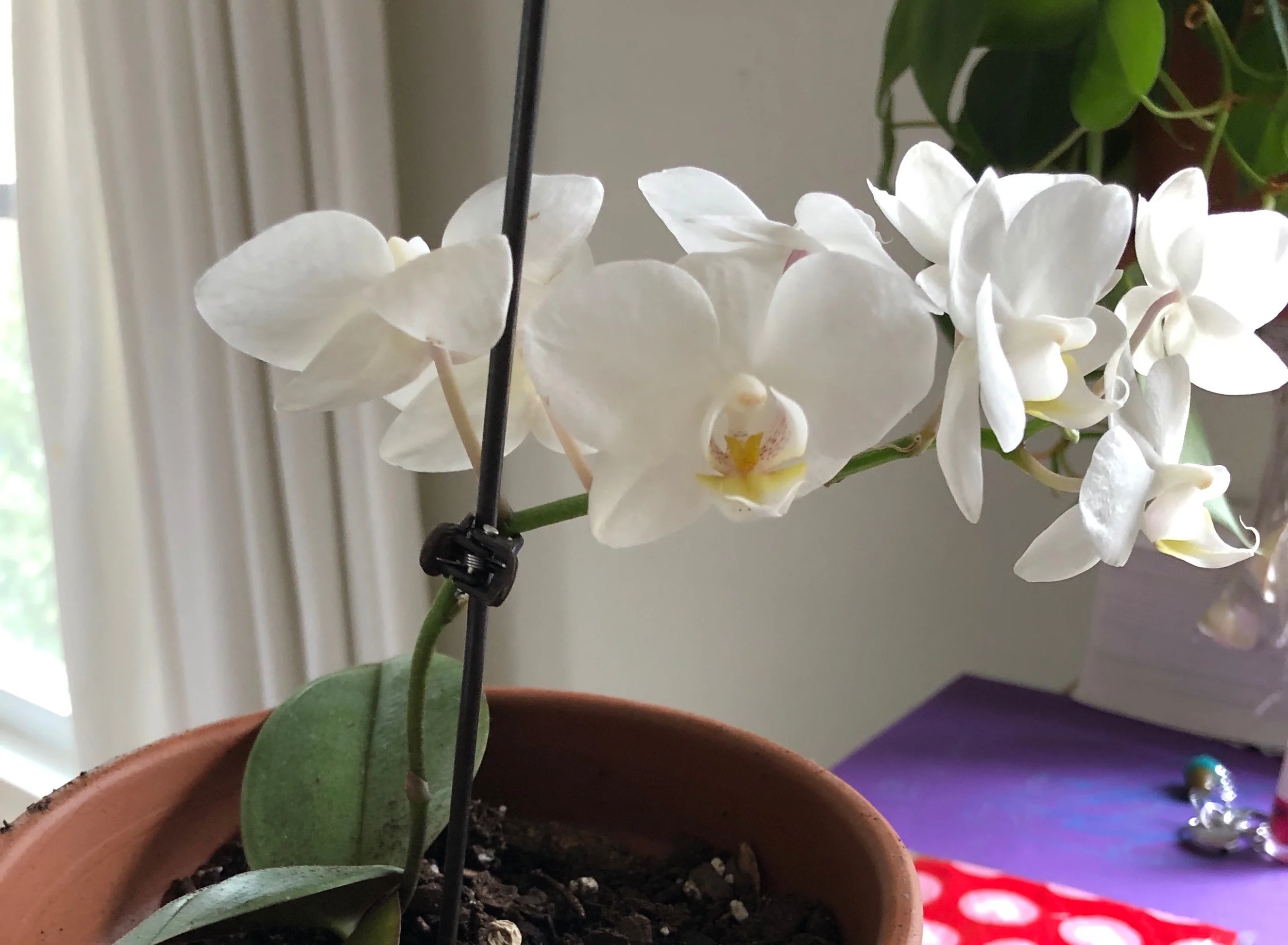 orchid.jpg