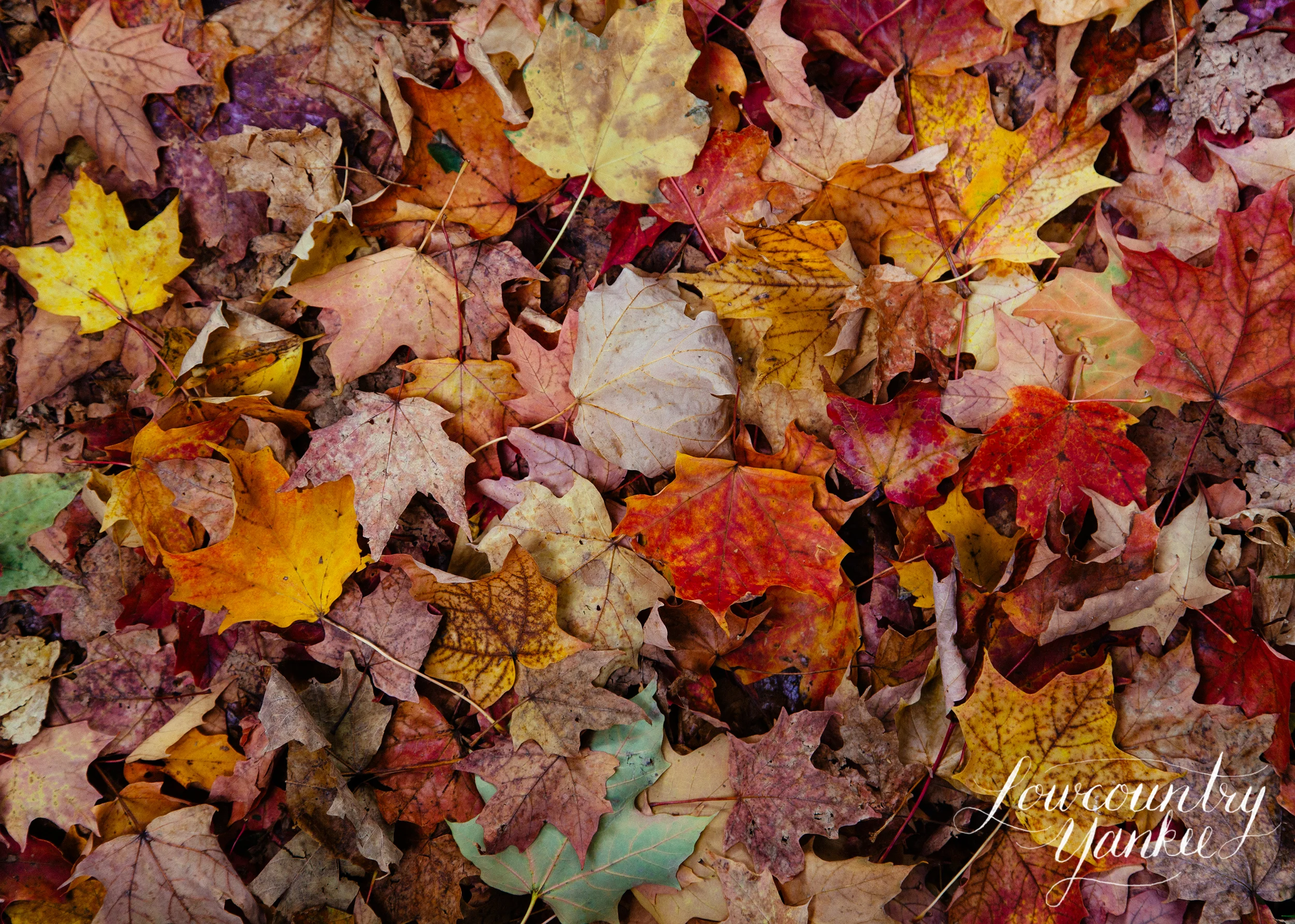 Autumn leaves. I love the crunch, the smell, and the color. I wish we had a color change in the Lowcountry...