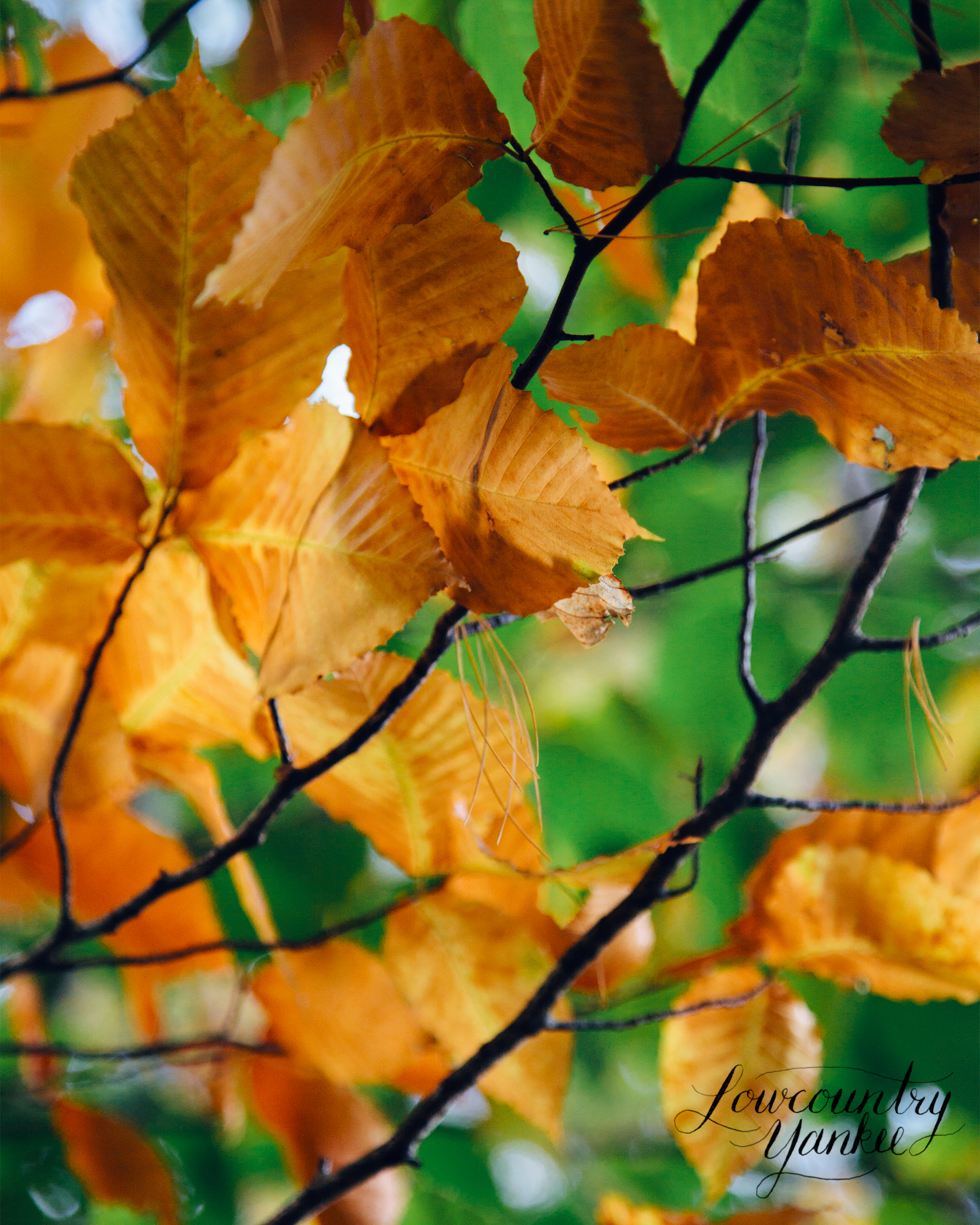 Leaves changing in Rachel Carson Wildlife Refuge. Wells, ME