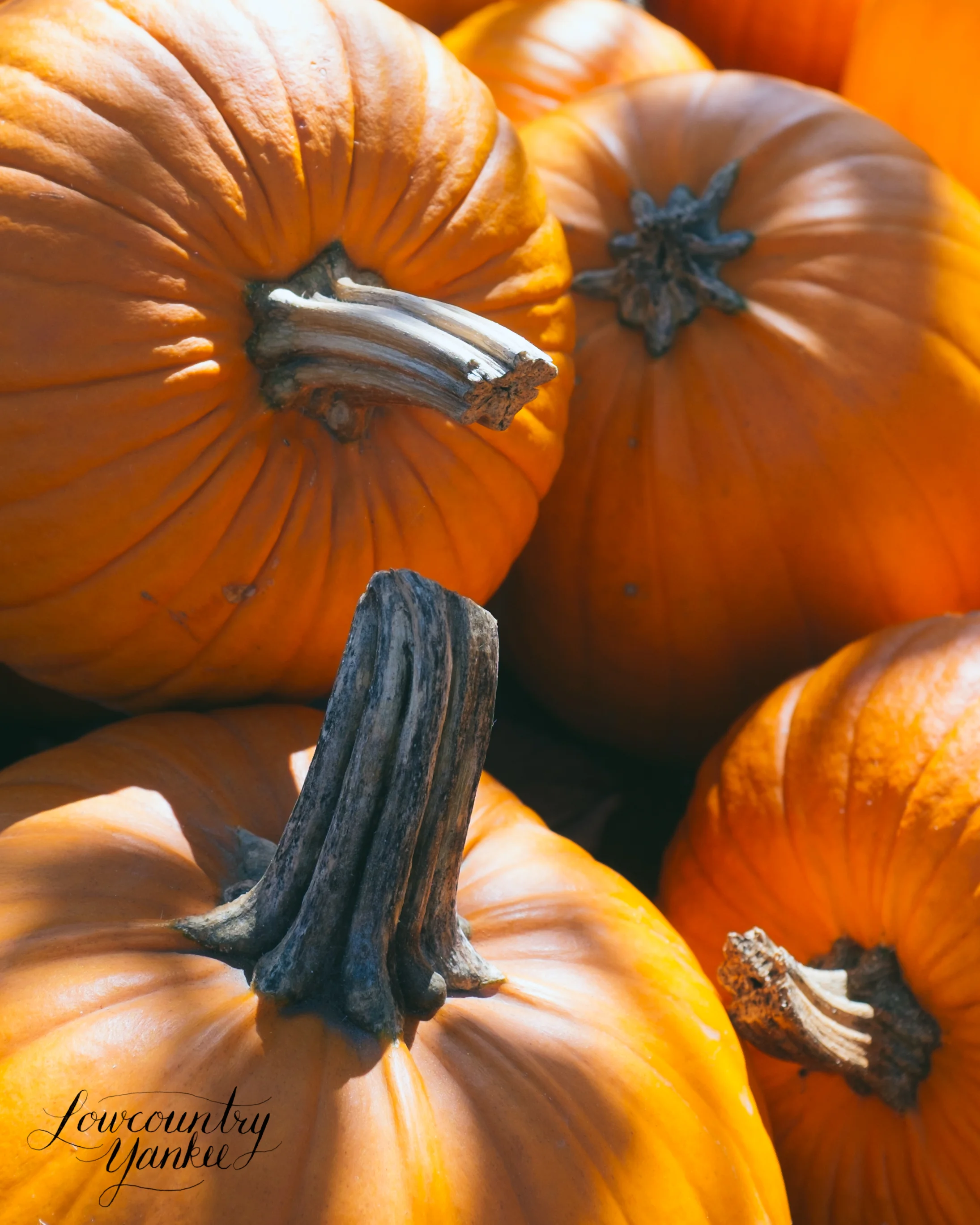 Pumpkins on display at Stonewall Kitchen. York, ME