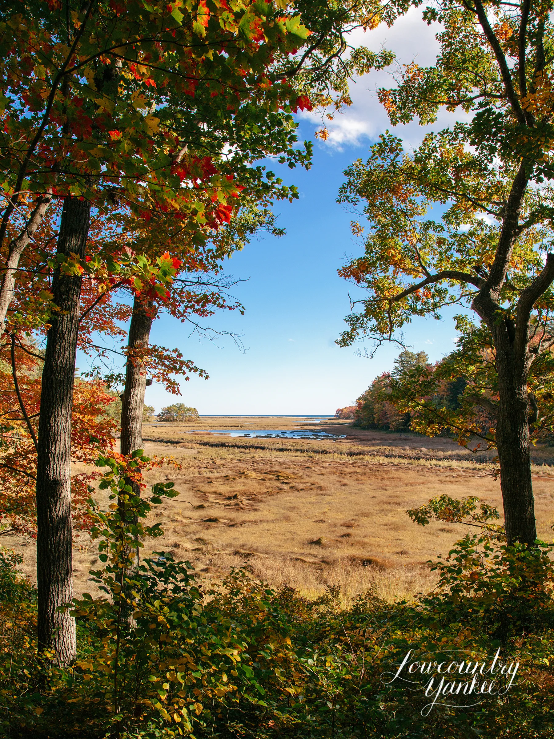 Salt marsh at RCNWR.