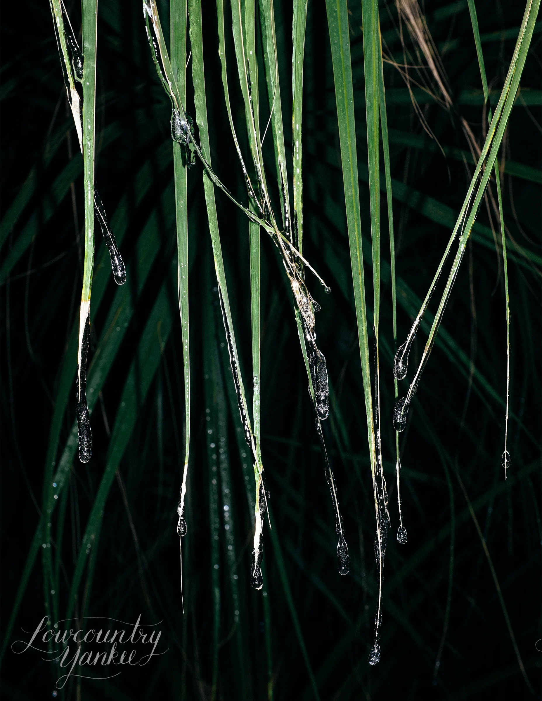 The first coating of ice on my palm tree. (Taken late at night with a flash.)