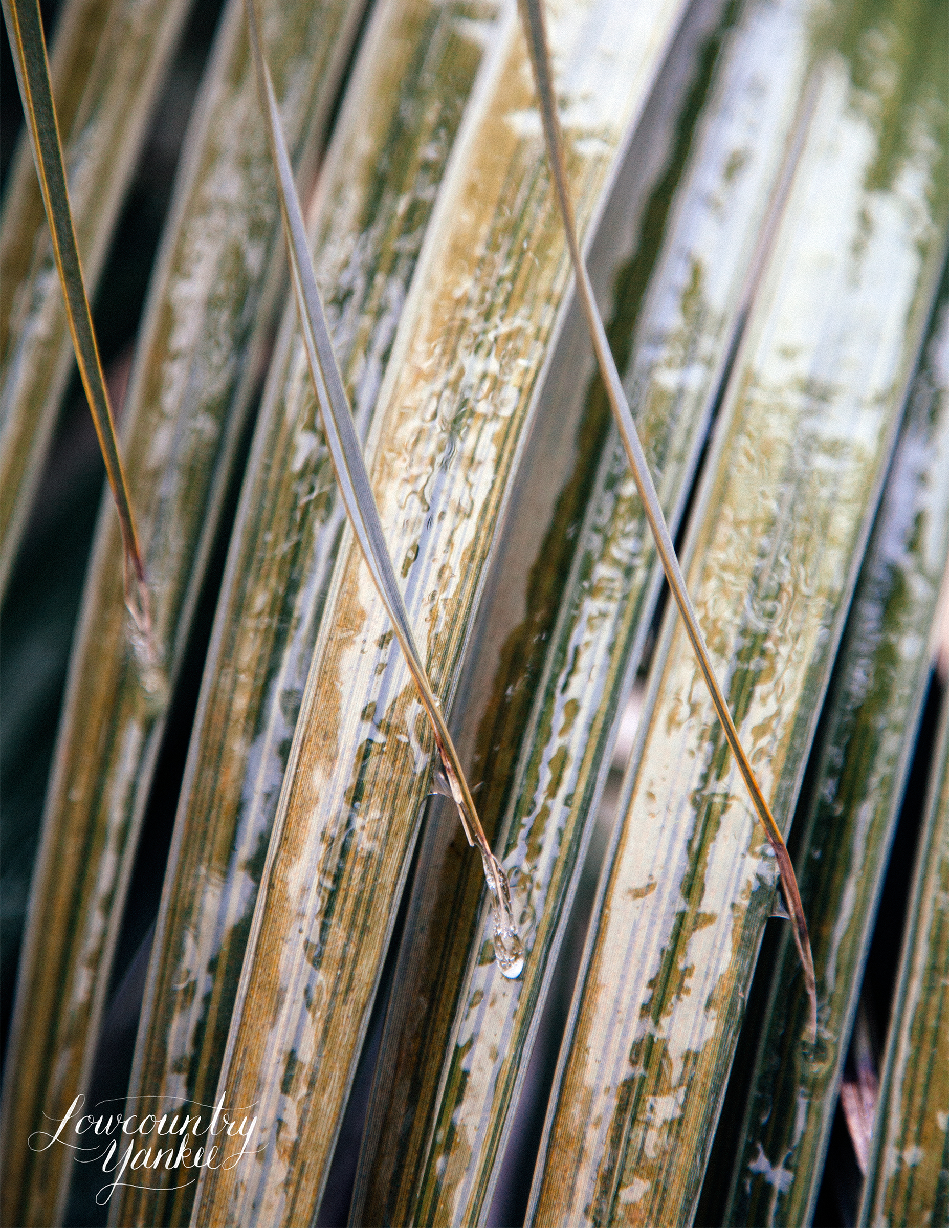 palmfrondlight.jpg