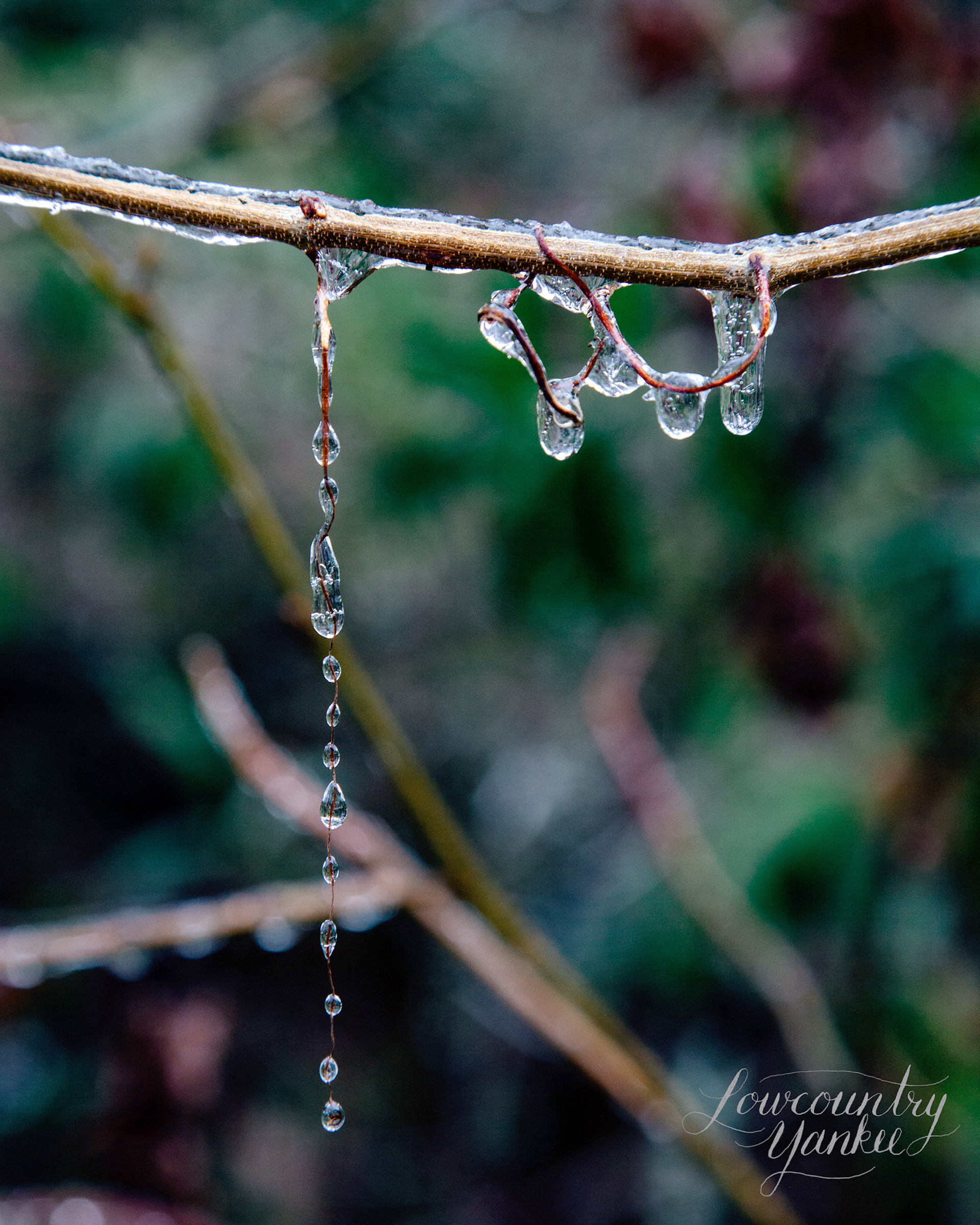 dripping.jpg