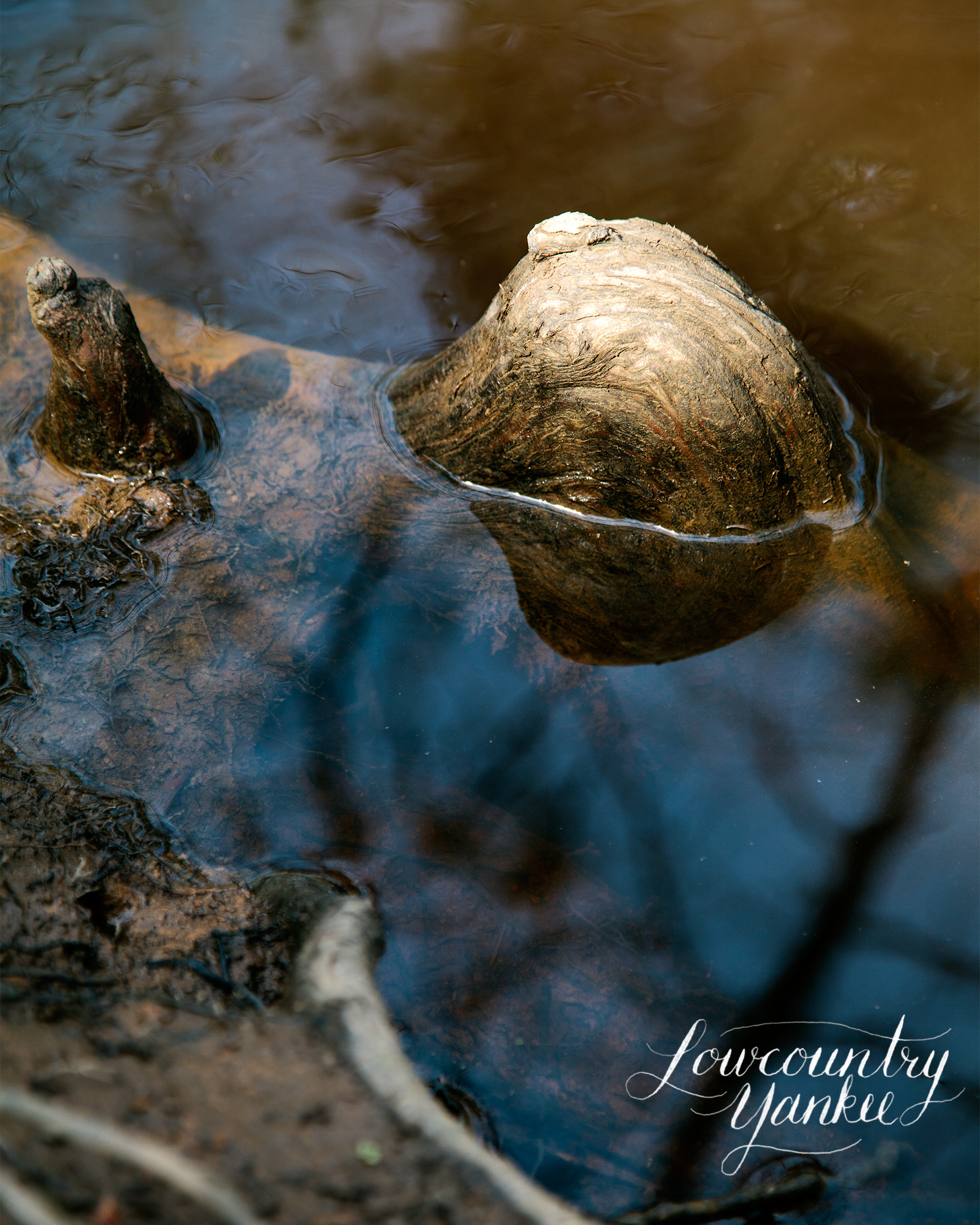 A cypress root in swampy water. It reminds me of floating on my back in a refreshing pool on a summer's day.