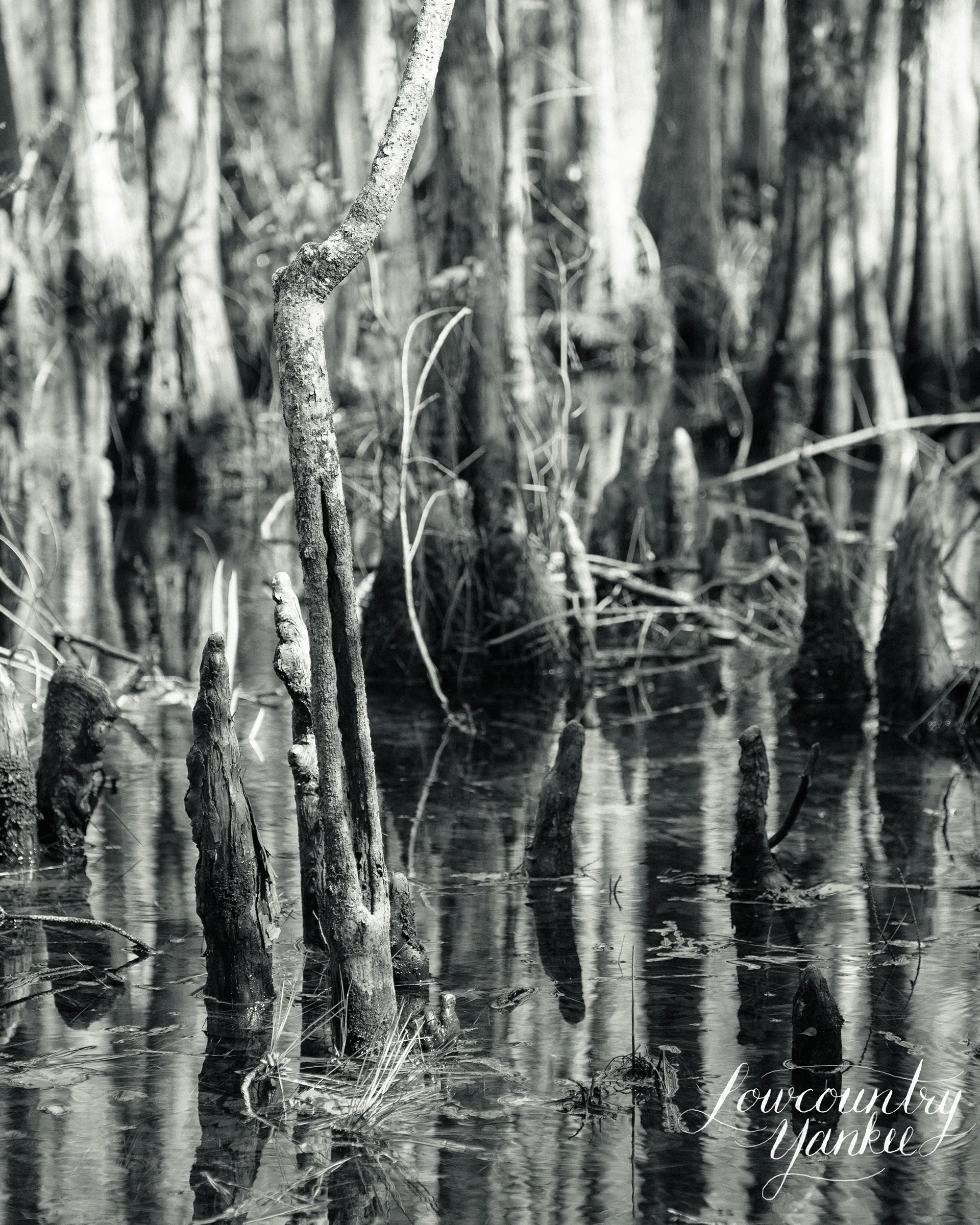 Cypress swamp.