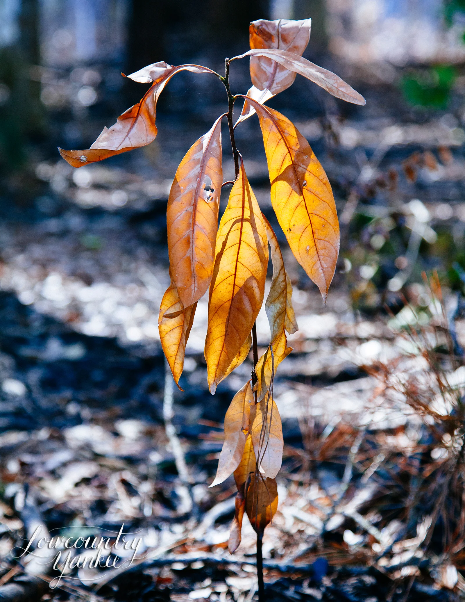 An illuminated sapling.