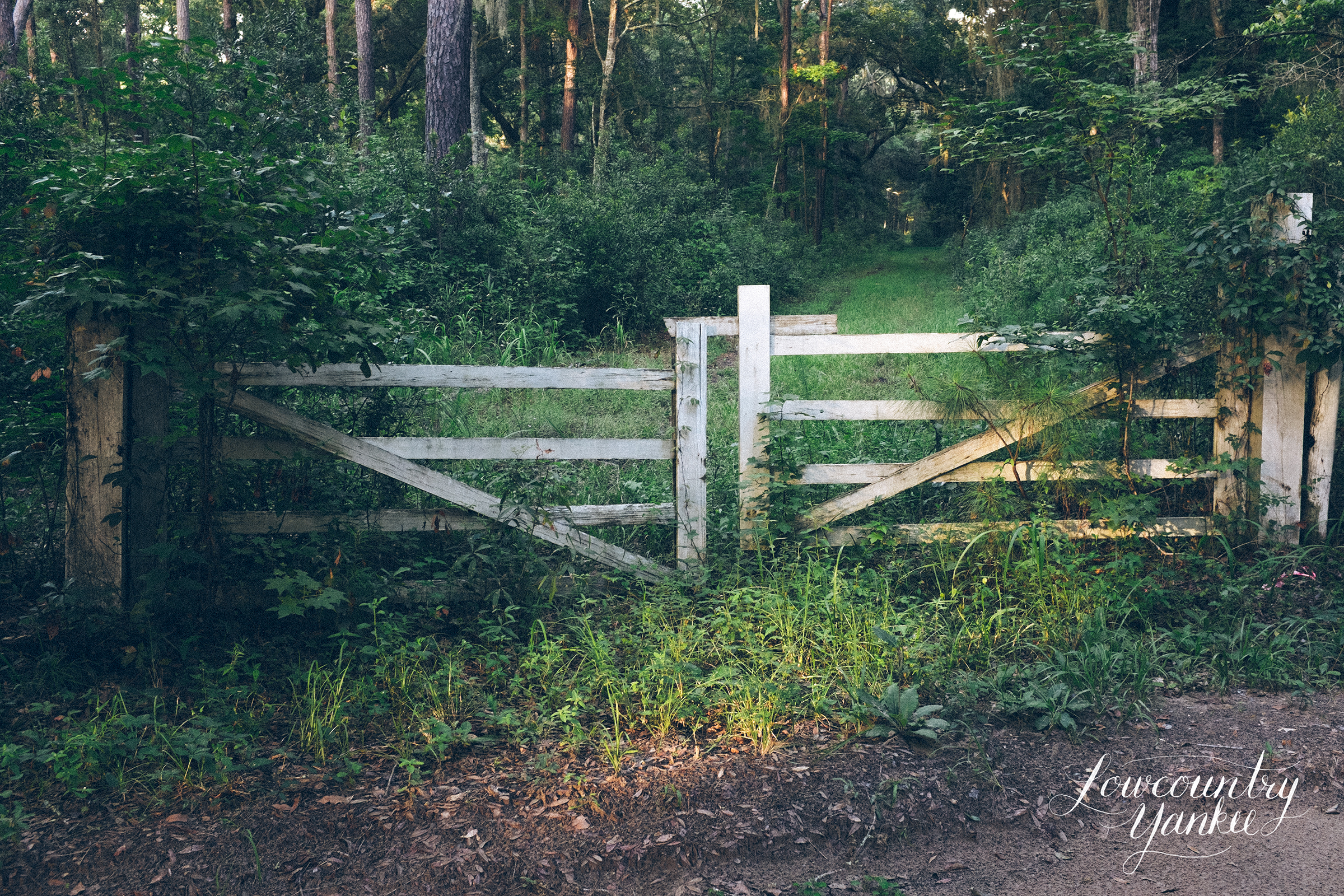 fence.jpg